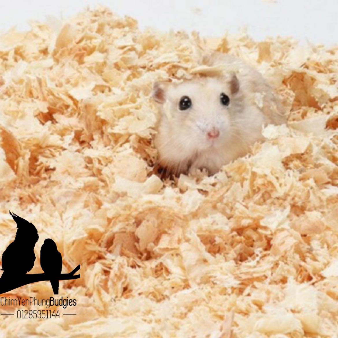 🌿 1 Cây Mùn Cưa Nén Tự Nhiên – Lót Chuồng Cho Hamster, Thỏ & Bọ