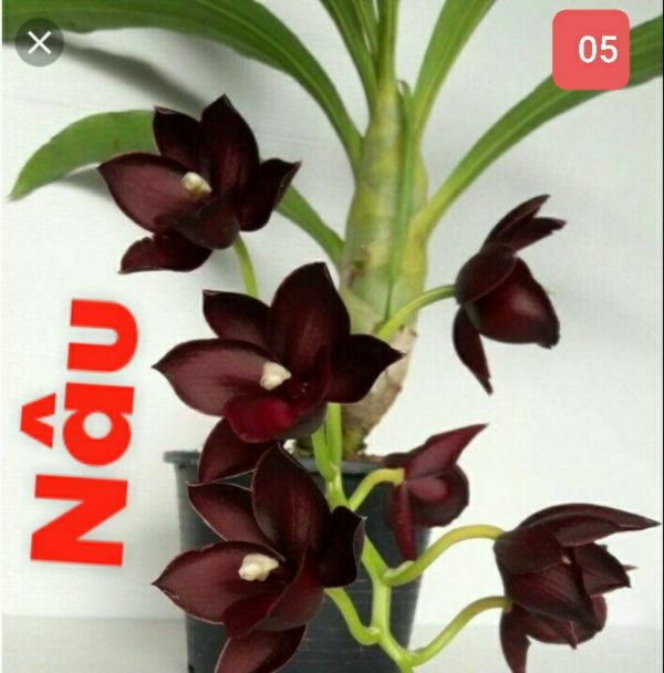 hoa lan thiên nga cây giống