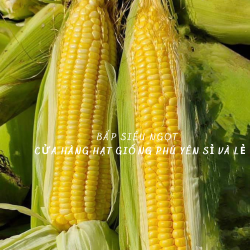 Hạt giống bắp siêu ngọt Nova gói 50 gram