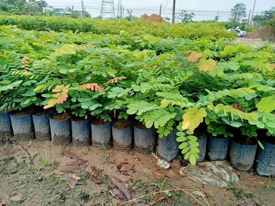 Cây Cẩm Lai