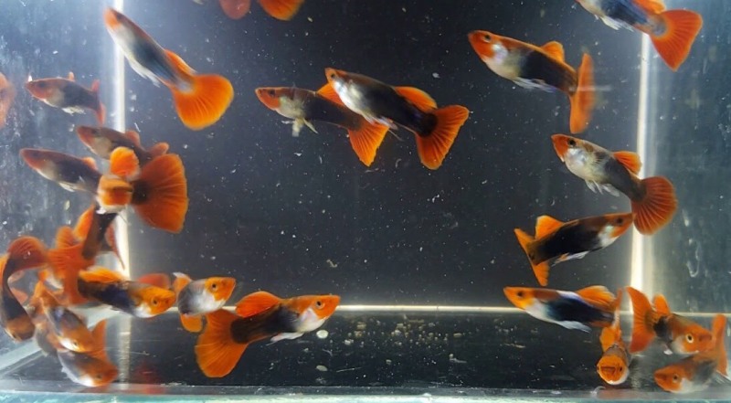 2 Bộ trang trí Koi Đen + Tặng thùng xốp chống thấm 30x20x10