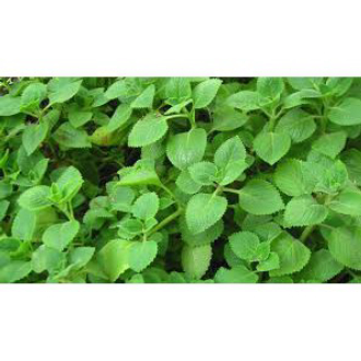Hạt Giống Húng Chanh - 100 Hạt