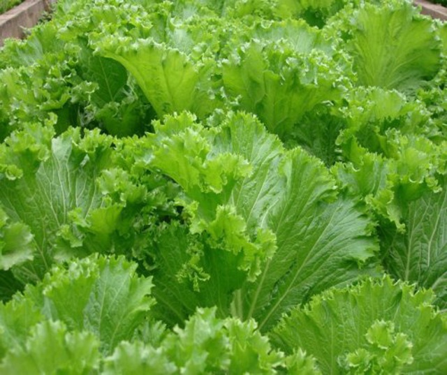 HẠT GIỐNG CẢI BẸ MÀO GÀ (gói 20gr)