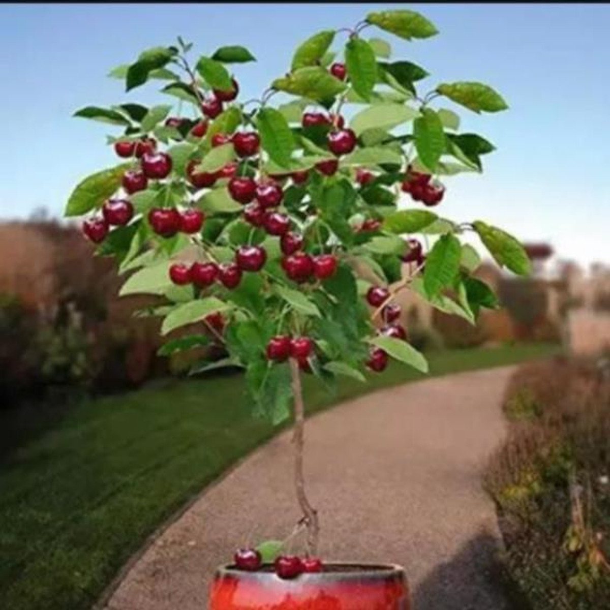 Xả hết---- Cây cherry giống Brazil nhiệt đới
