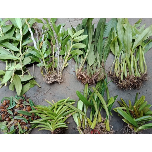Combo 10 loại lan rừng