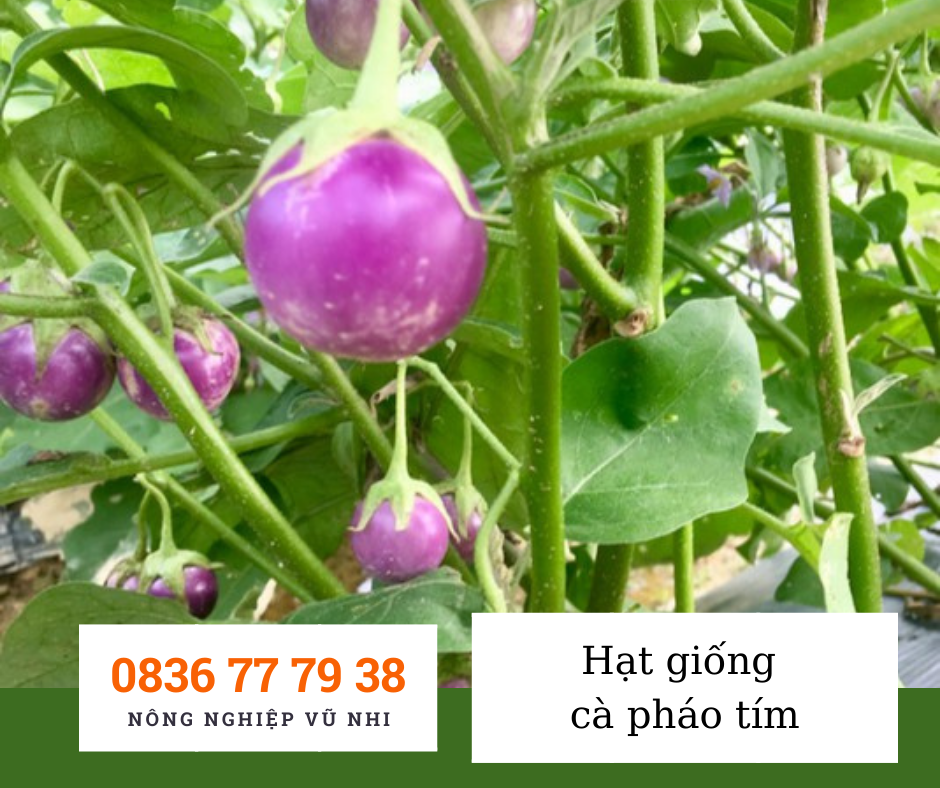 Hạt giống c&agrave; ph&aacute;o t&iacute;m