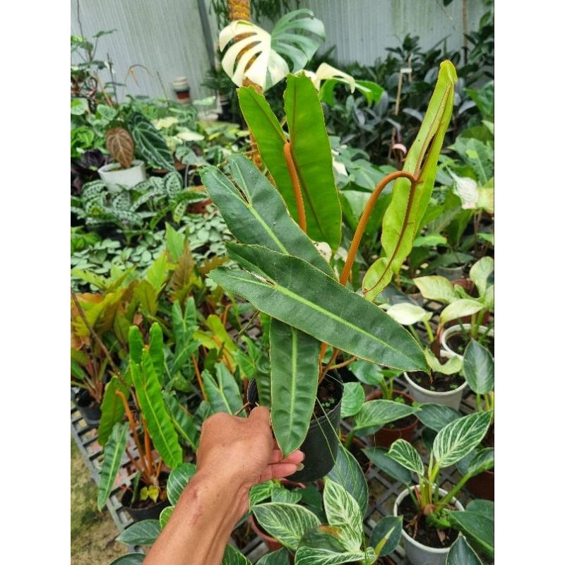 Cây philodendron billietiae - Trầu bà hồng hạc