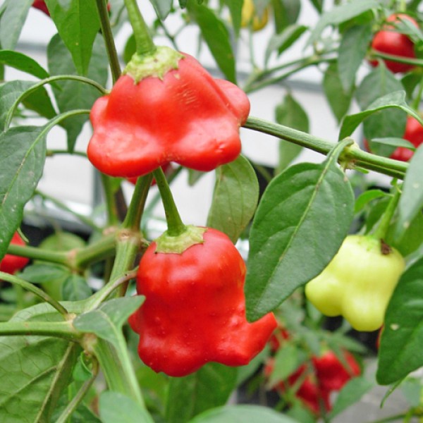 50H - #Hạt_Giống_Ớt_Hoa_Hồng ( tặng kèm kích mầm và phân bón )