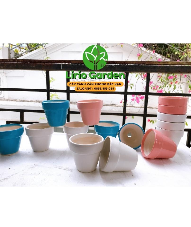 Cây bẫy mồi bẫy kẹp , bắt ruồi Venus Flytrap dòng G16