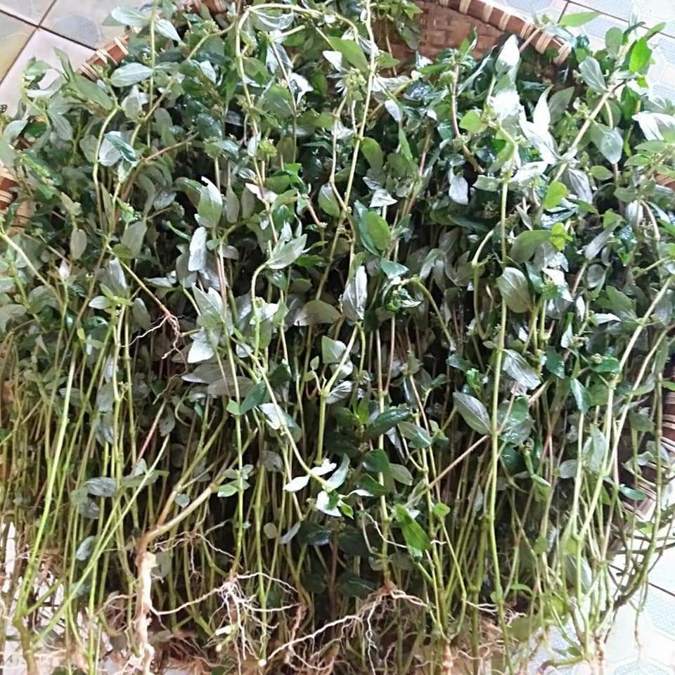 Cây cỏ sữa , rau sữa ,cây lợi sữa