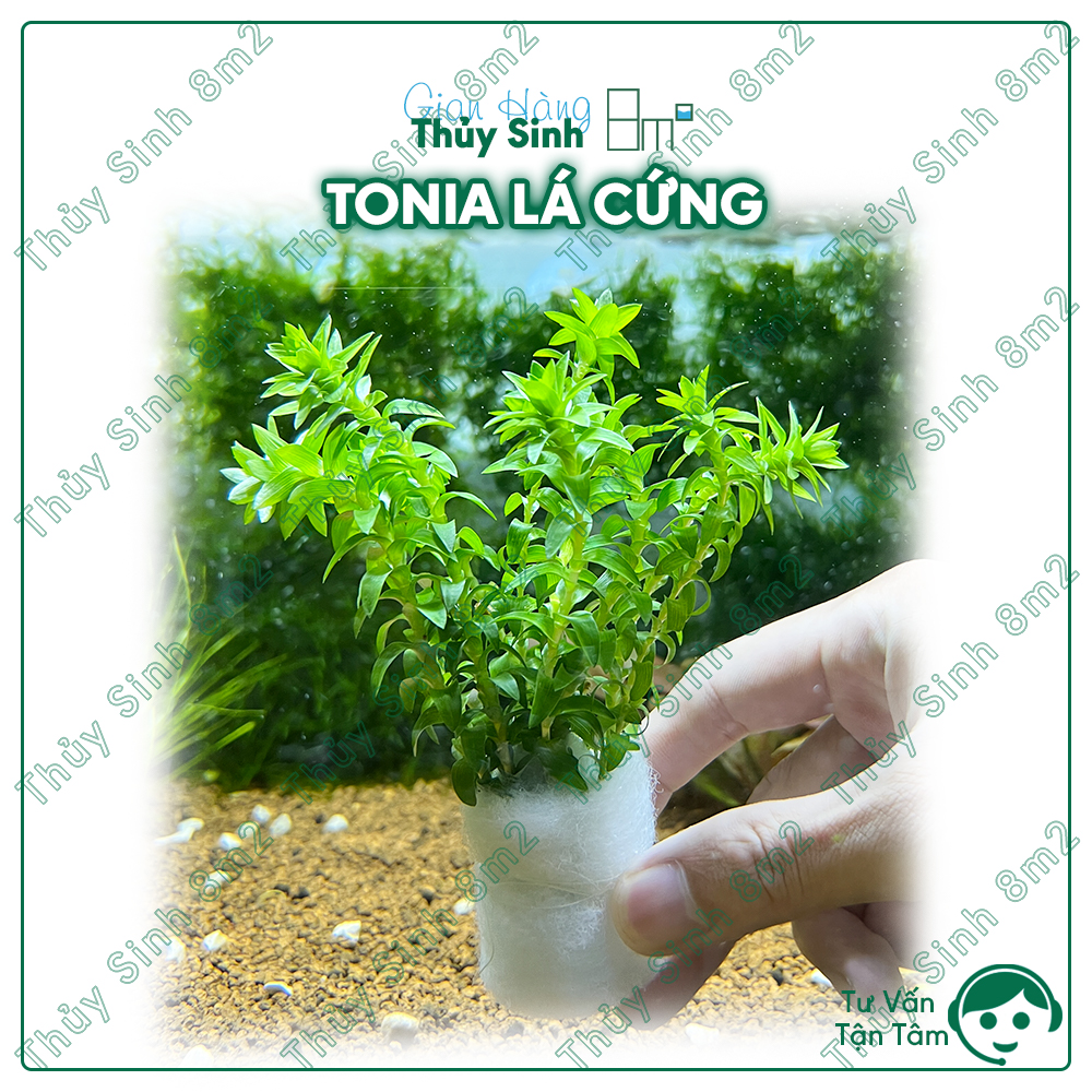 Cây tonia lá cứng cây thủy sinh trung cảnh, cắt cắm | 8m2