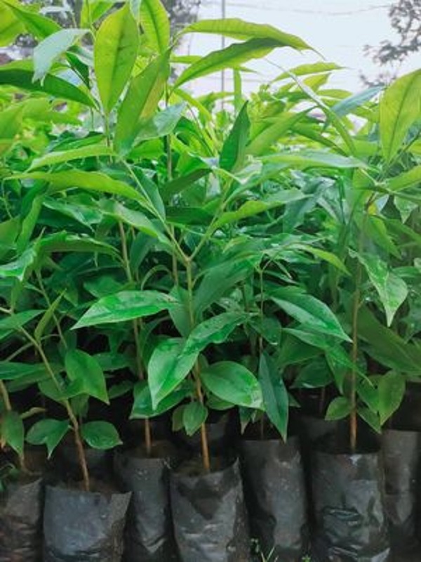 Combo 10 Cây giống trầm hương