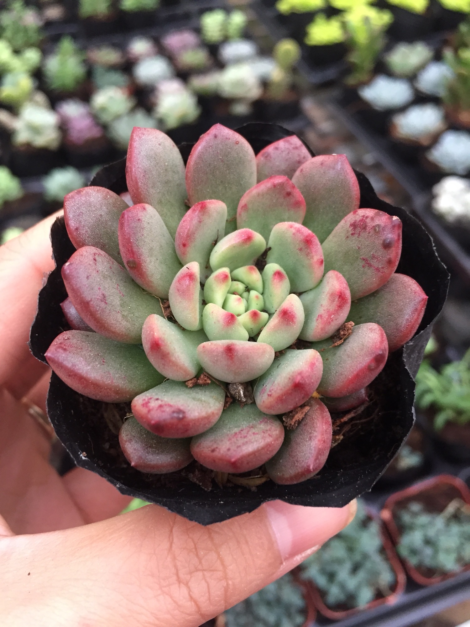 Sen Đá Rubi Đỏ size bầu