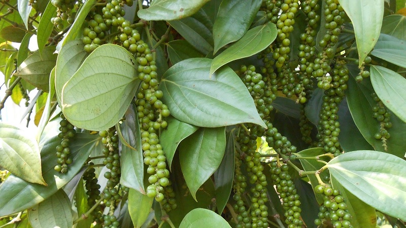 Hạt tiêu đen khô  500gam
