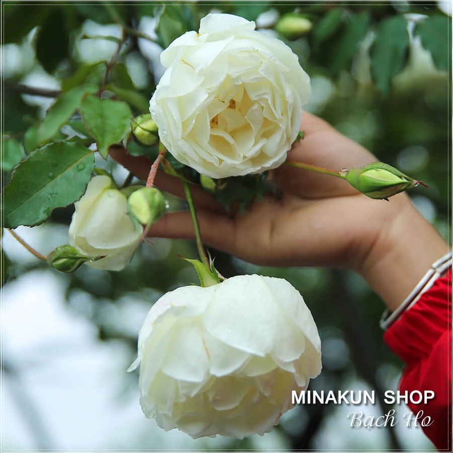 Cây Hoa Hồng Cổ Bạch Ho Trắng Siêu Đẹp - Mixasale