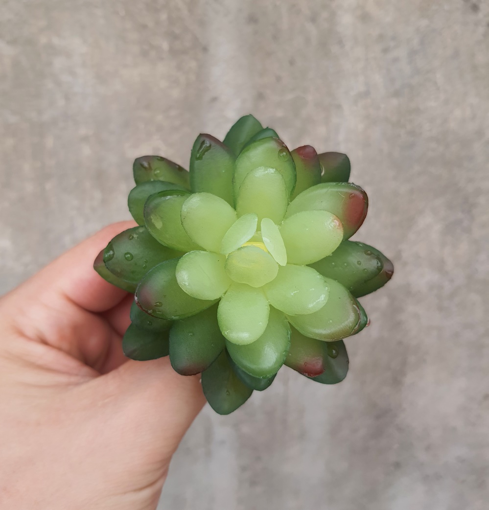 Cây hoa nhựa: Sen đá Ruby xanh nhựa
