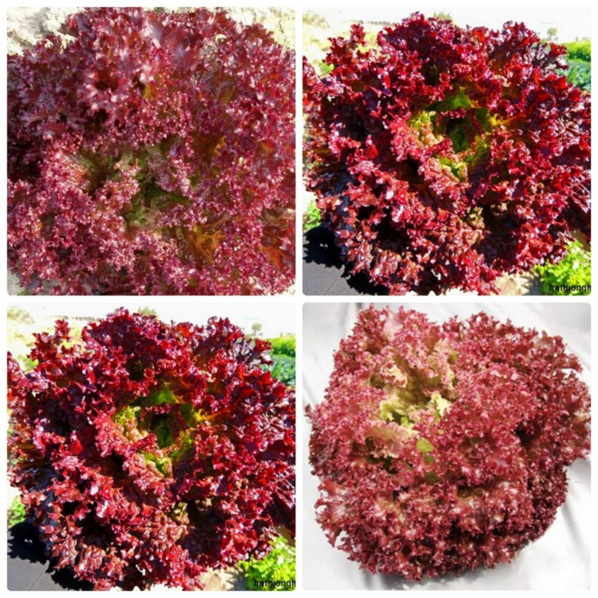 3g Hạt giống Xà lách xoăn tím