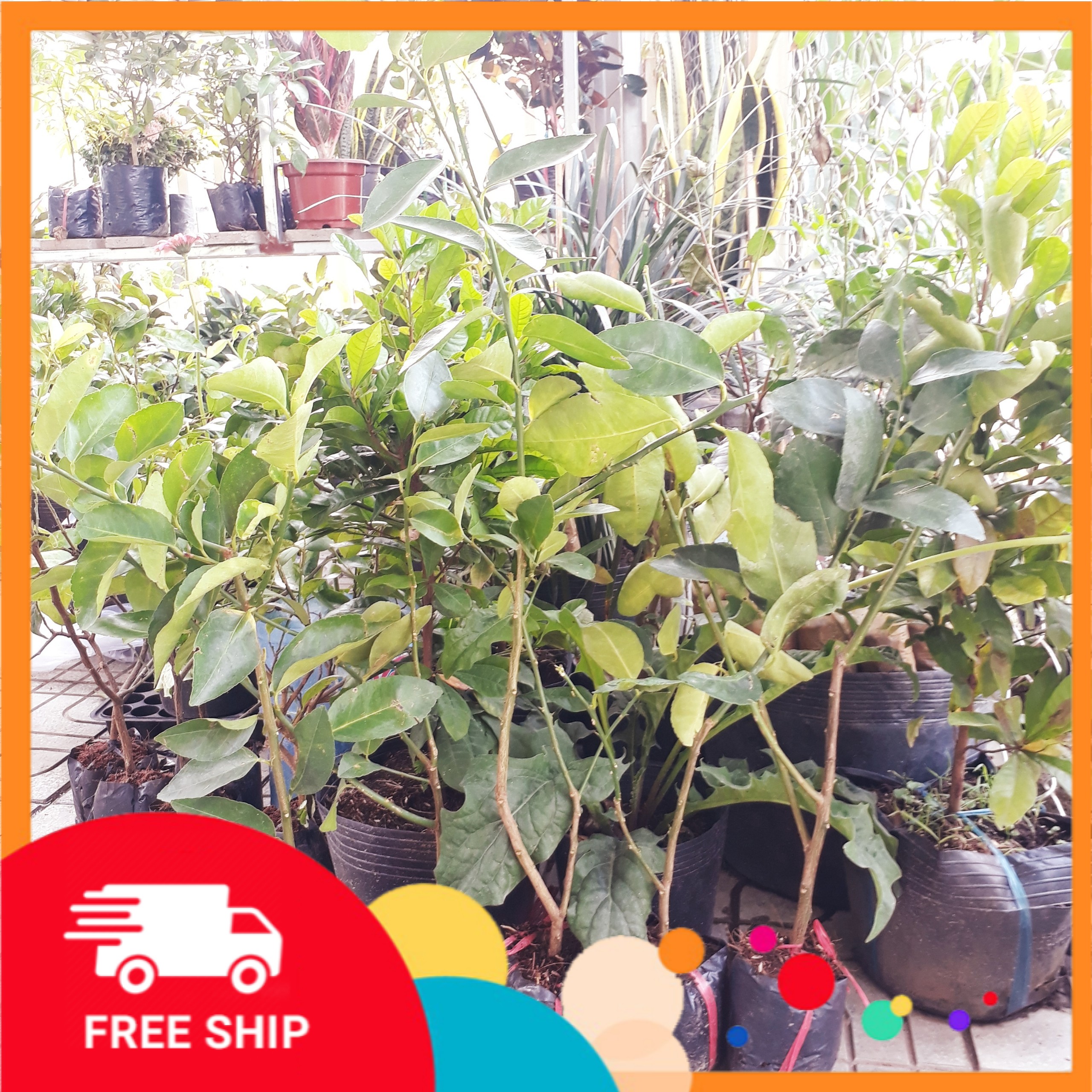 CÂY CHANH TỨ QUÝ KHÔNG HẠT CHIẾT CÀNH, đang hoa, cây đẹp giống chuẩn