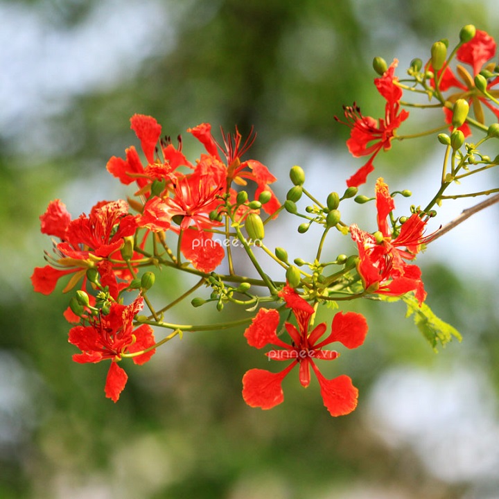 CÂY GIỐNG HOA PHƯỢNG VỸ ĐỎ - HOA ĐẸP BỀN