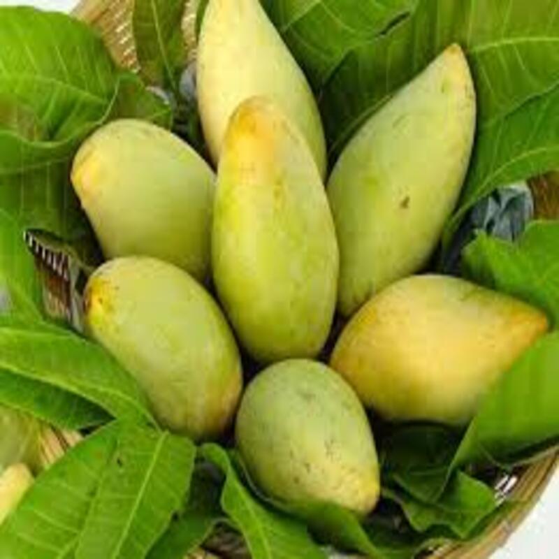 Cây giống xoài cát Hòa lộc