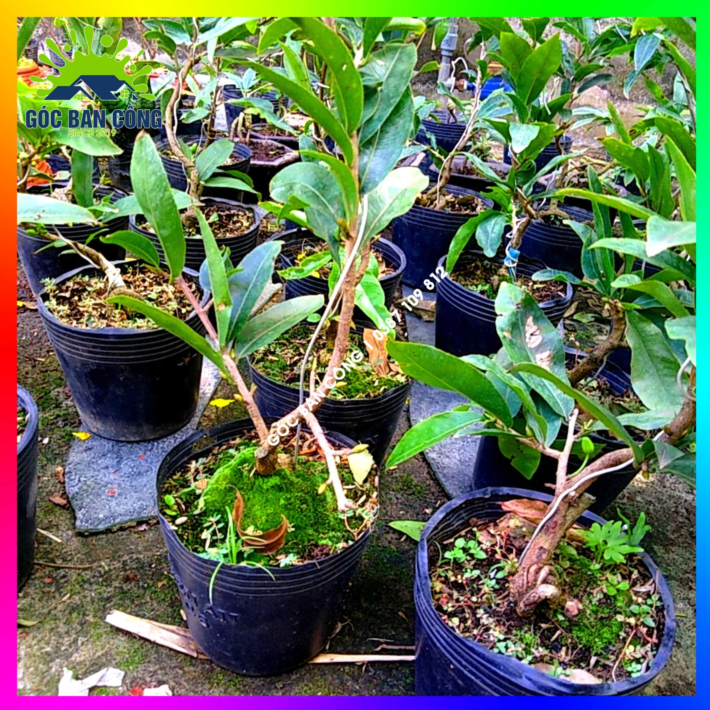 Mai Đại Lộc Bonsai Mini