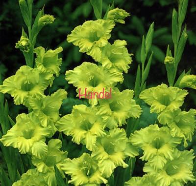 Bộ 5 củ giống hoa lay ơn nhiều màu