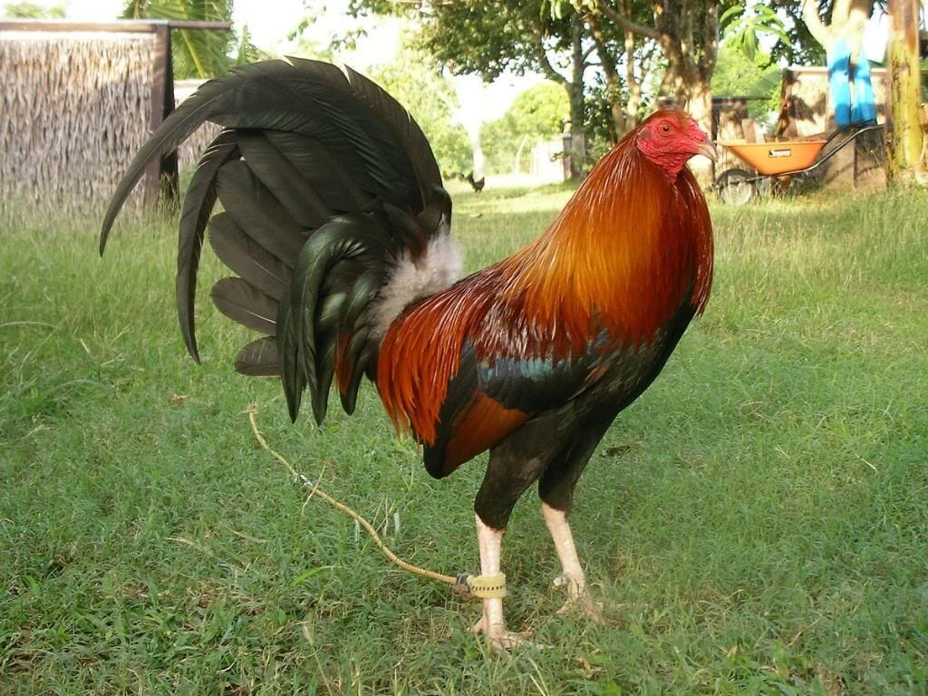 10 Trứng Gà Mỹ Roundhead
