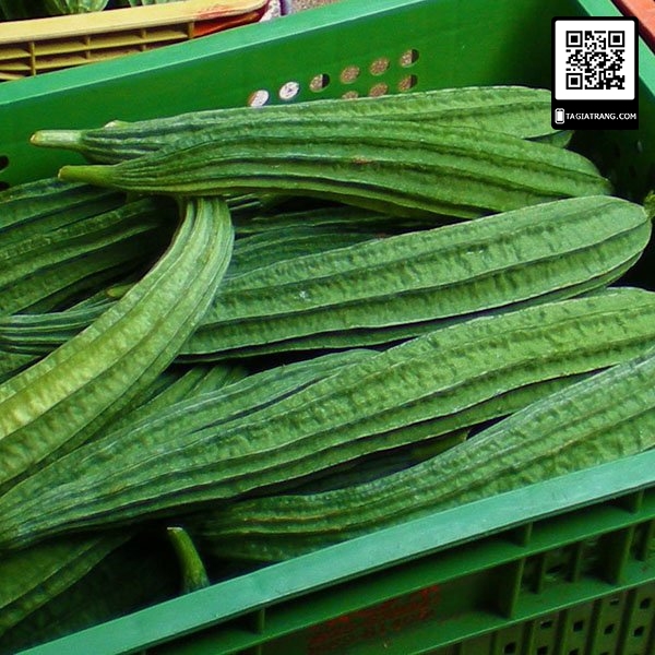 Hạt giống mướp khía