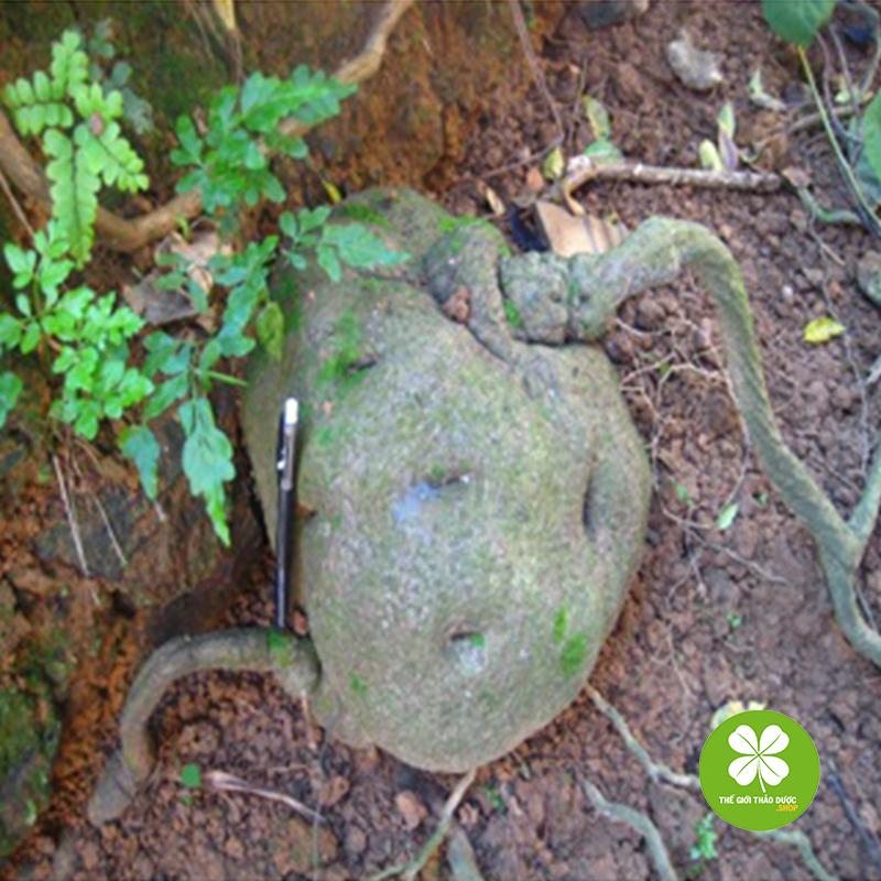 Củ bình vôi (gói 1kg) - TD163