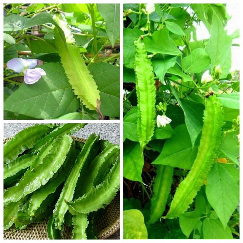 Hạt Giống Đậu Rồng ( Đậu Khế ) - 10 hạt