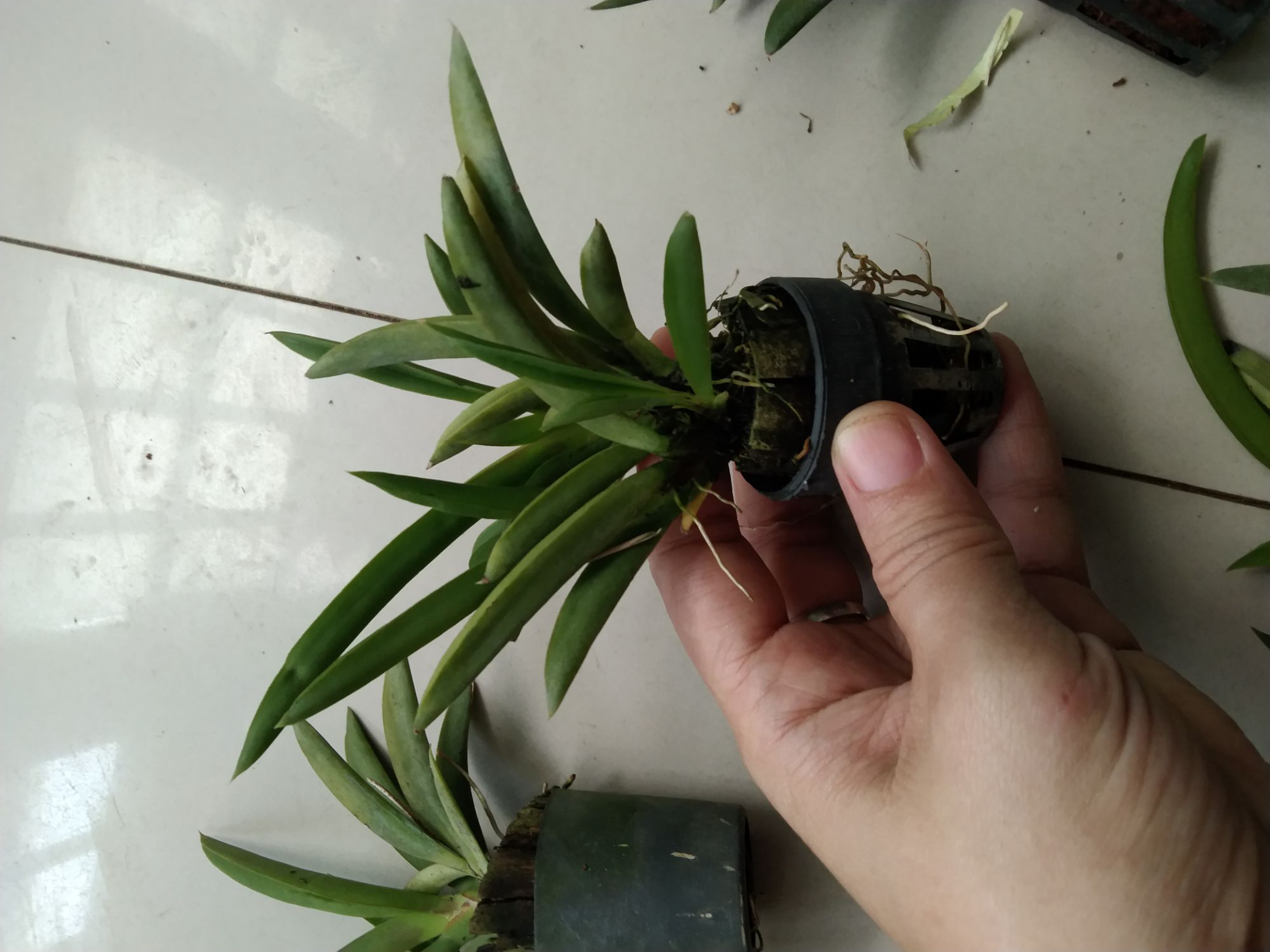 Hoa lan vũ nữ bút chì giống đủ màu