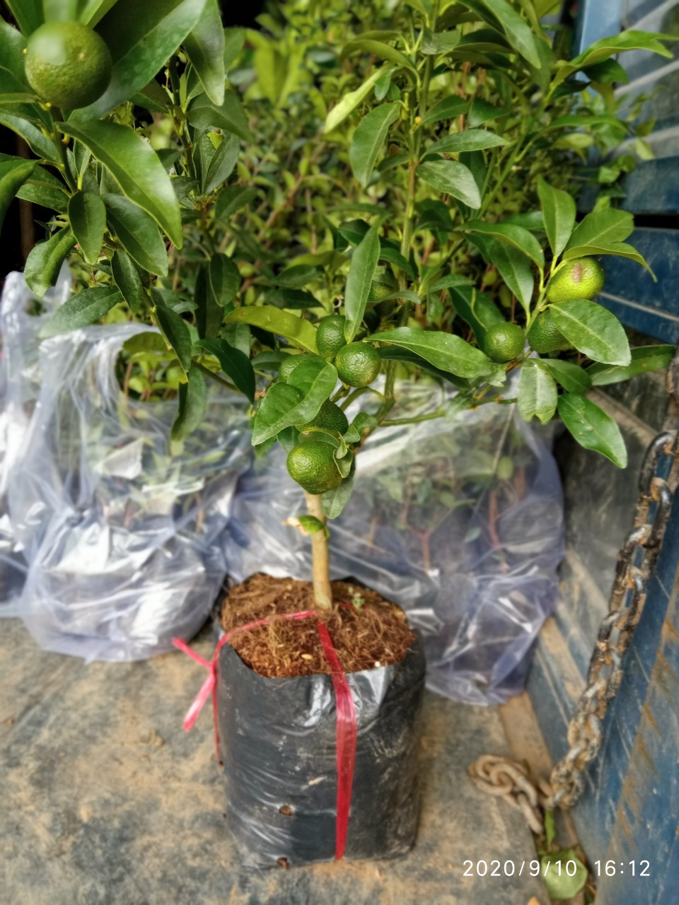 Cây quất ngọt Cây giống trong bầu đất