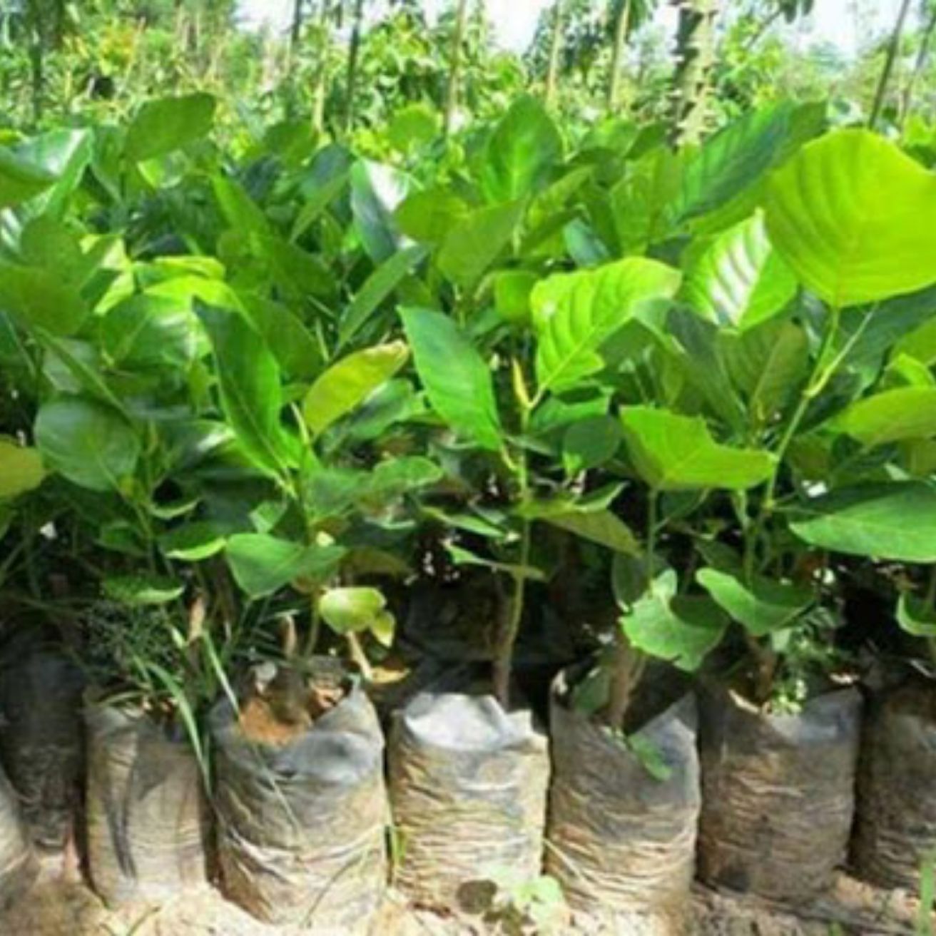 cây giống mít malai