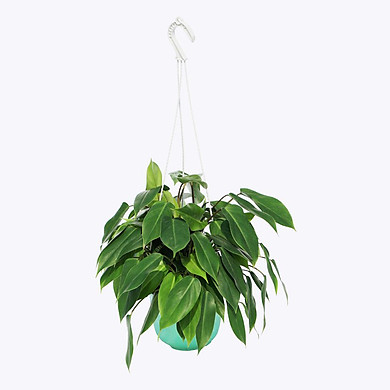 cây xanh trầu bà tỷ phú