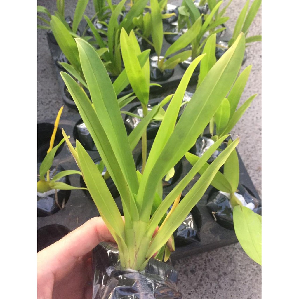 [FREESHIP - Xả Khô Máu] hoa phong lan vũ nữ cam lửa [ TẶNG 02 Cây QUẾ giống]