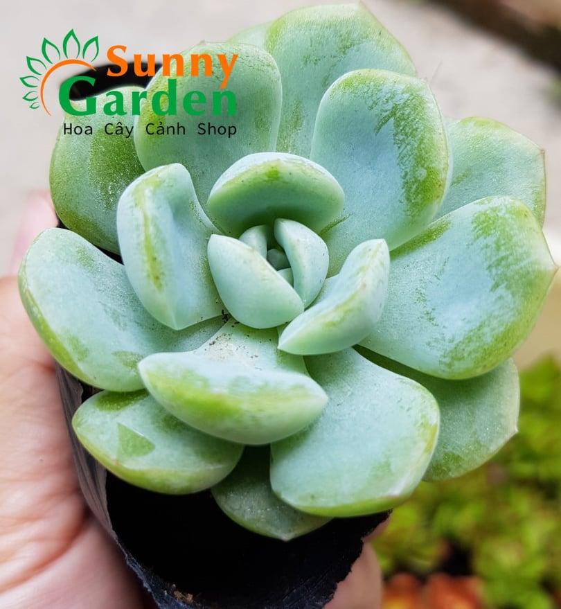 Sen Đá Liên Đài Xanh