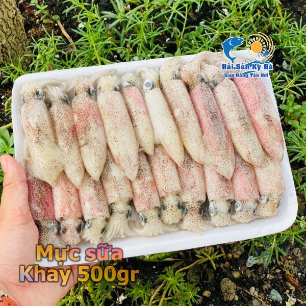 Giá sỉ 1kg mực sữa - mực sữa lộn xộn