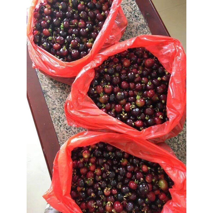Cây giống cherry Brazil (ra trái siêu sớm- cam kết chuẩn giống)