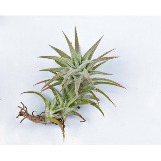 Cây Không Khí Tillandsia Vanhyningii