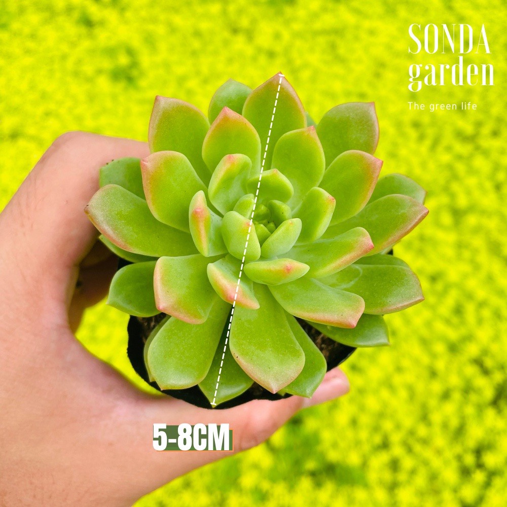 SEN ĐÁ MẶT TRỜI GIỐNG MỚI SIZE BÉ LỖI 1 ĐỔI 1