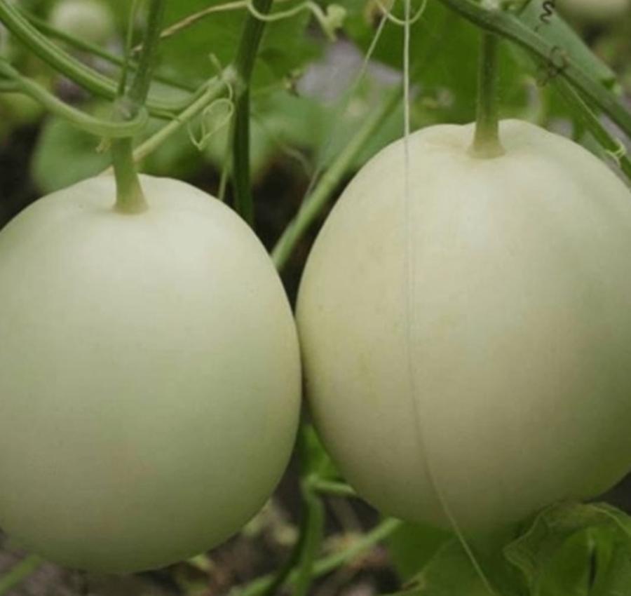 Hạt giống Dưa lê siêu ngọt
