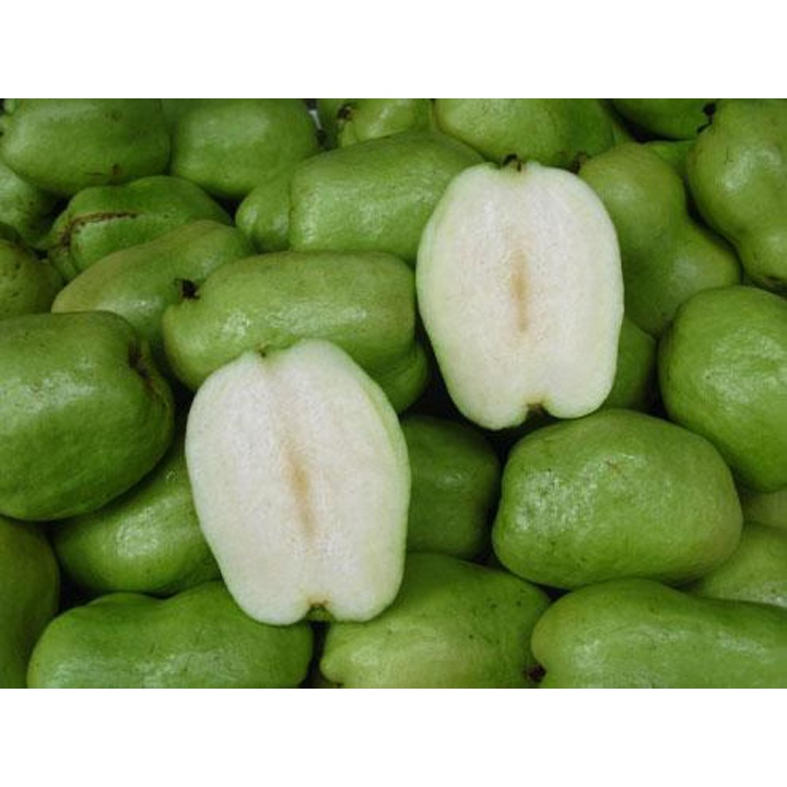 Cây Giống Ổi không hạt Phugi ( siêu sớm)