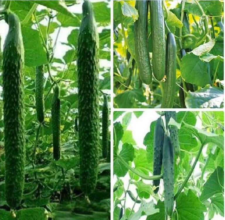 "Gói 10 Hạt " Hạt giống Dưa chuột Nhật quả dài ( dưa chuột kiếm )