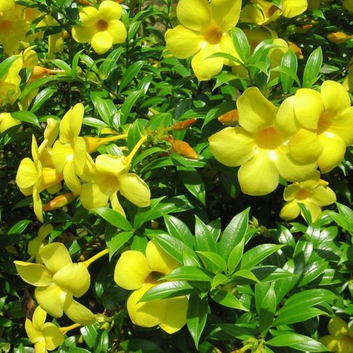 Cây Huỳnh Anh - Cây cảnh sân vườn