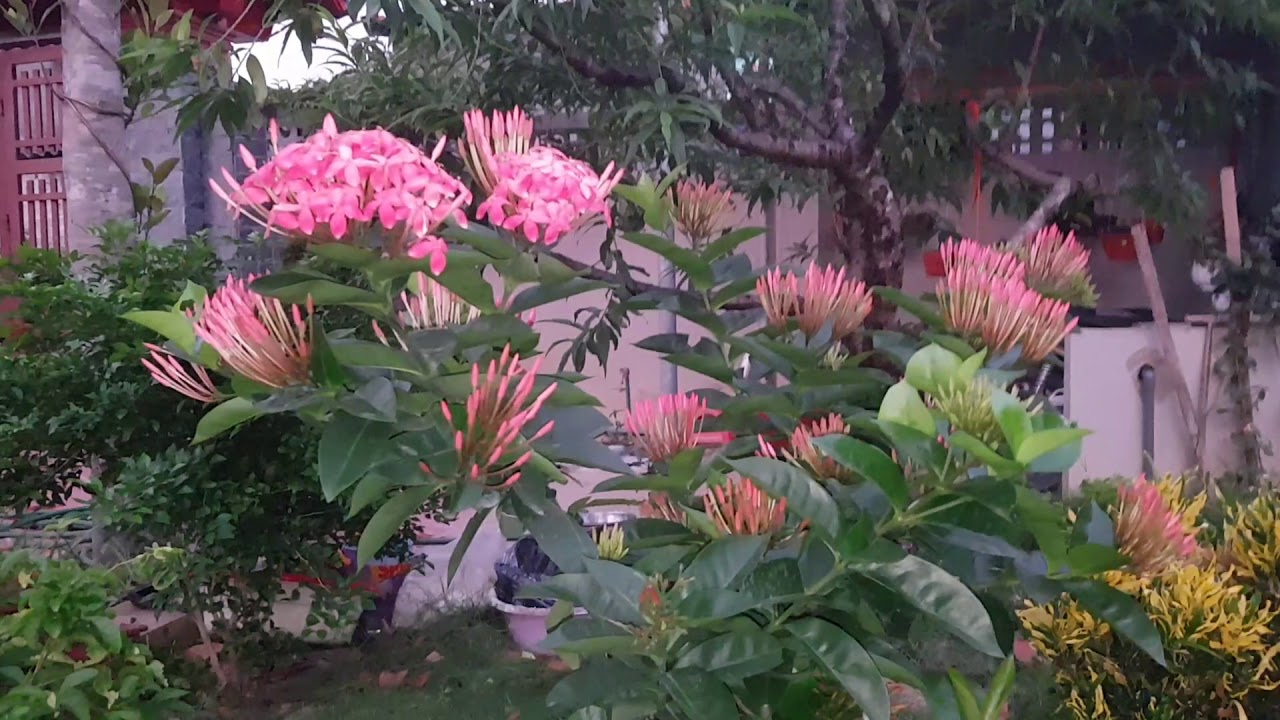 cây mẫu đơn mỹ hoa đỏ hoa hồng