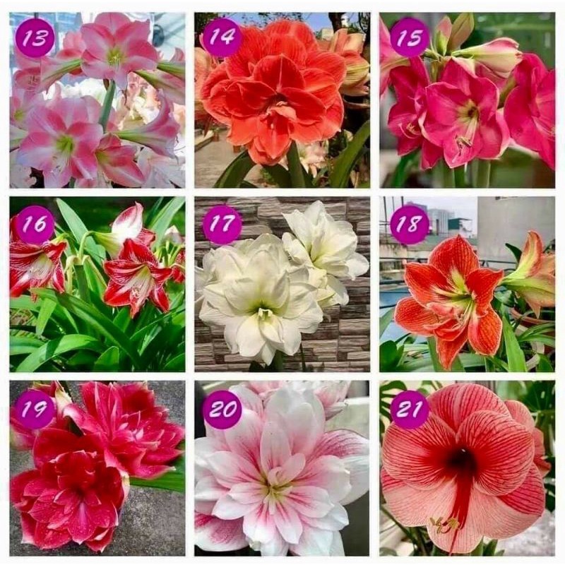 Củ hoa huệ tây mua 10 củ tặng 1 củ mix màu lộn xộn