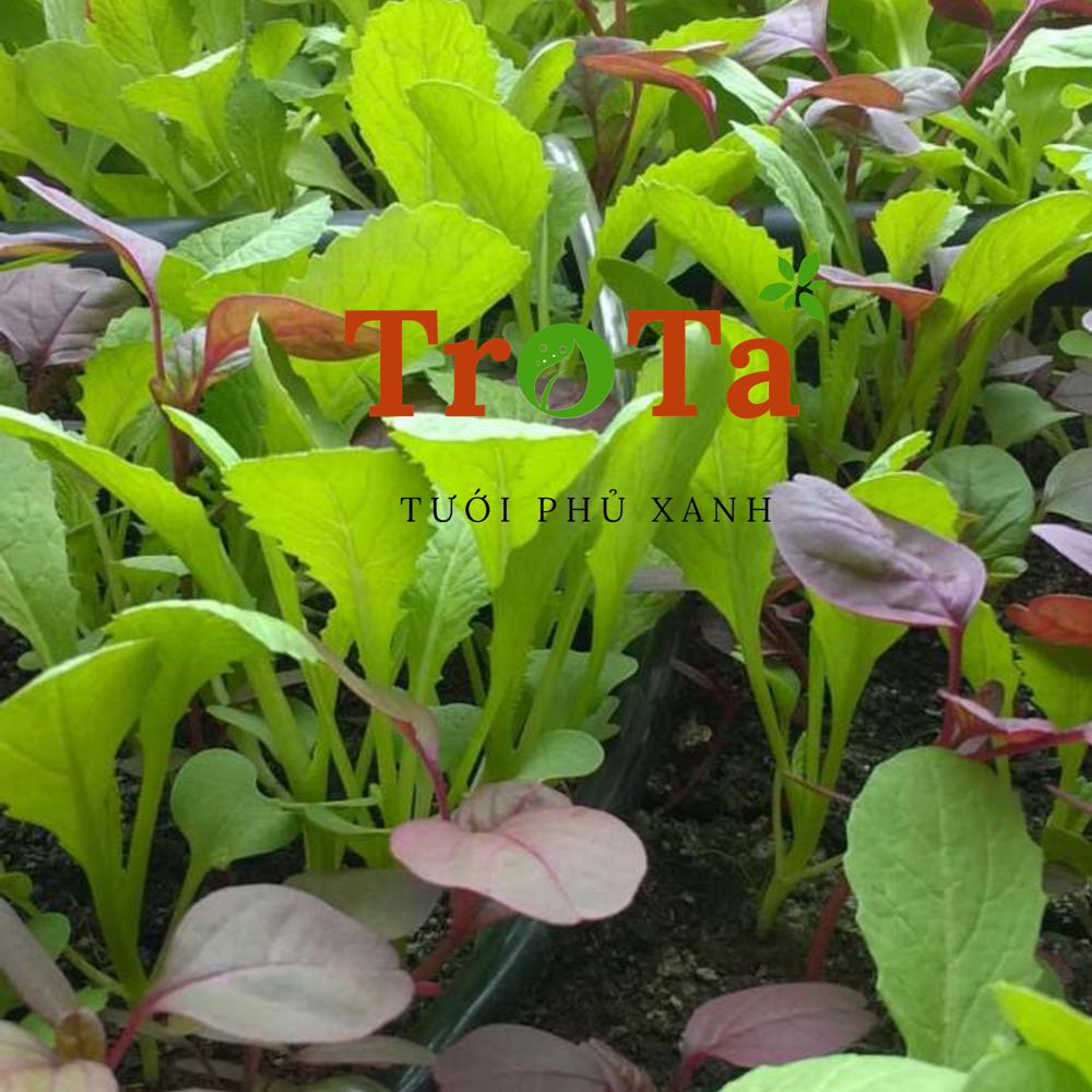 50 Khởi thủy ren (nối ren) 5.5mm