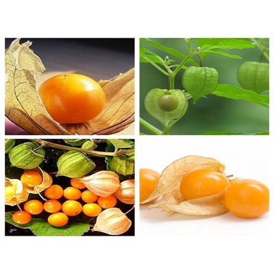 Cây tầm bóp khô