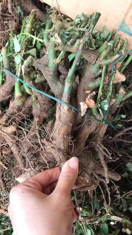 Gốc hoa hồng cổ gốc lớn