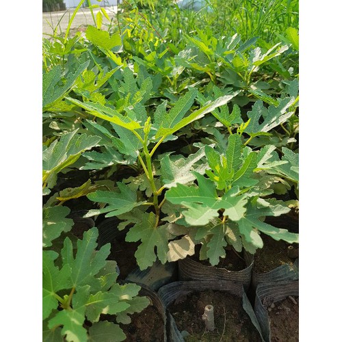 Cây sung mỹ chuẩn giống F1